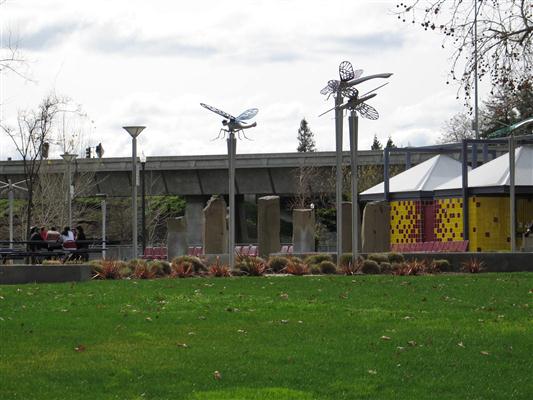 Wildlife of the Guadalupe River